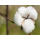 Cotonea Bio Damast-Bettwäsche Zoom Streifen 100%Baumwolle