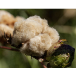 Cotonea Bio Chambray-Bettwäsche Pur 100%Baumwolle